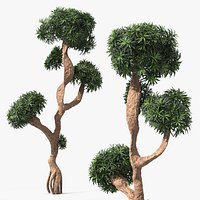 Podocarpus Small Tree