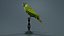 Pruimentop Bird Remastered