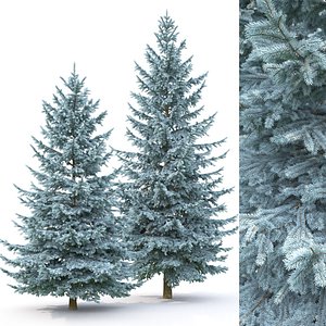 3D trees spruce pungens