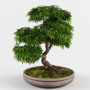 bonsai maple tree 3D model