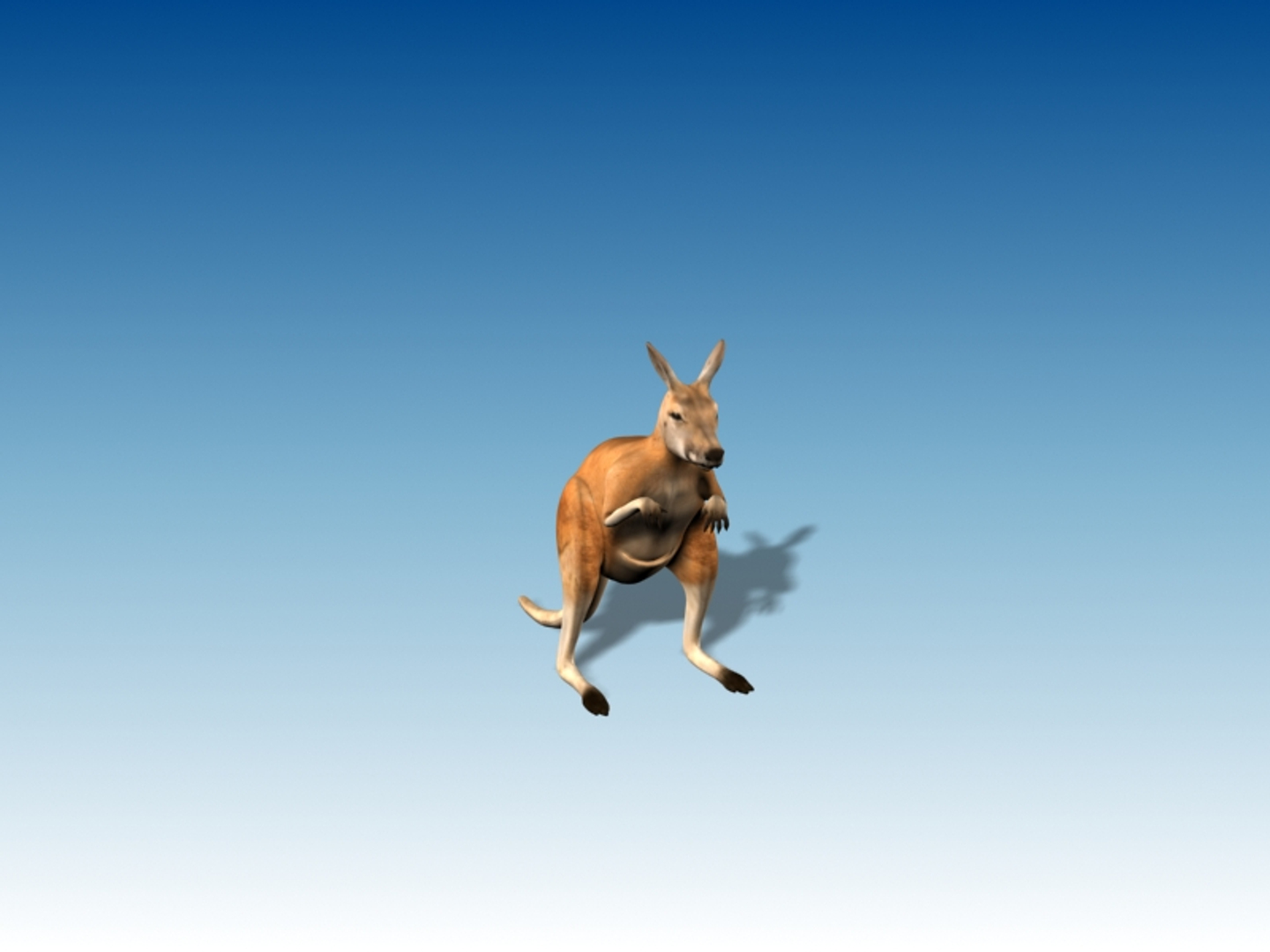 Kangaroo Animation 3d Max