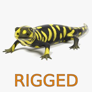 Tiger Salamander (Rigged)