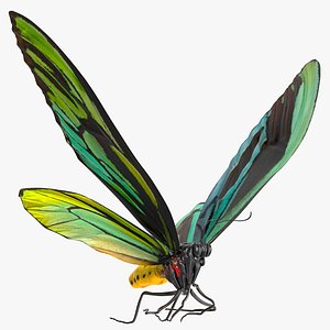 3D Animated Flight Ornithoptera Alexandrae Butterfly Rigged for Cinema 4D
