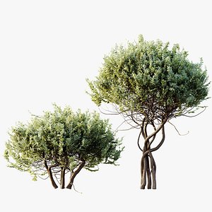 AV Plants Cistus Albidus Zistrose Flower Decorative 3D