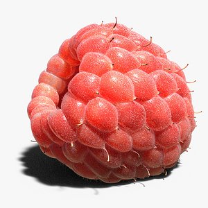3D raspberry realistic real