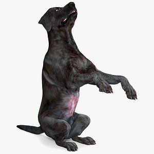 Black Begging Labrador Dog Animated Rigged for Cinema 4D