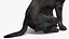 Black Begging Labrador Dog Animated Rigged for Cinema 4D