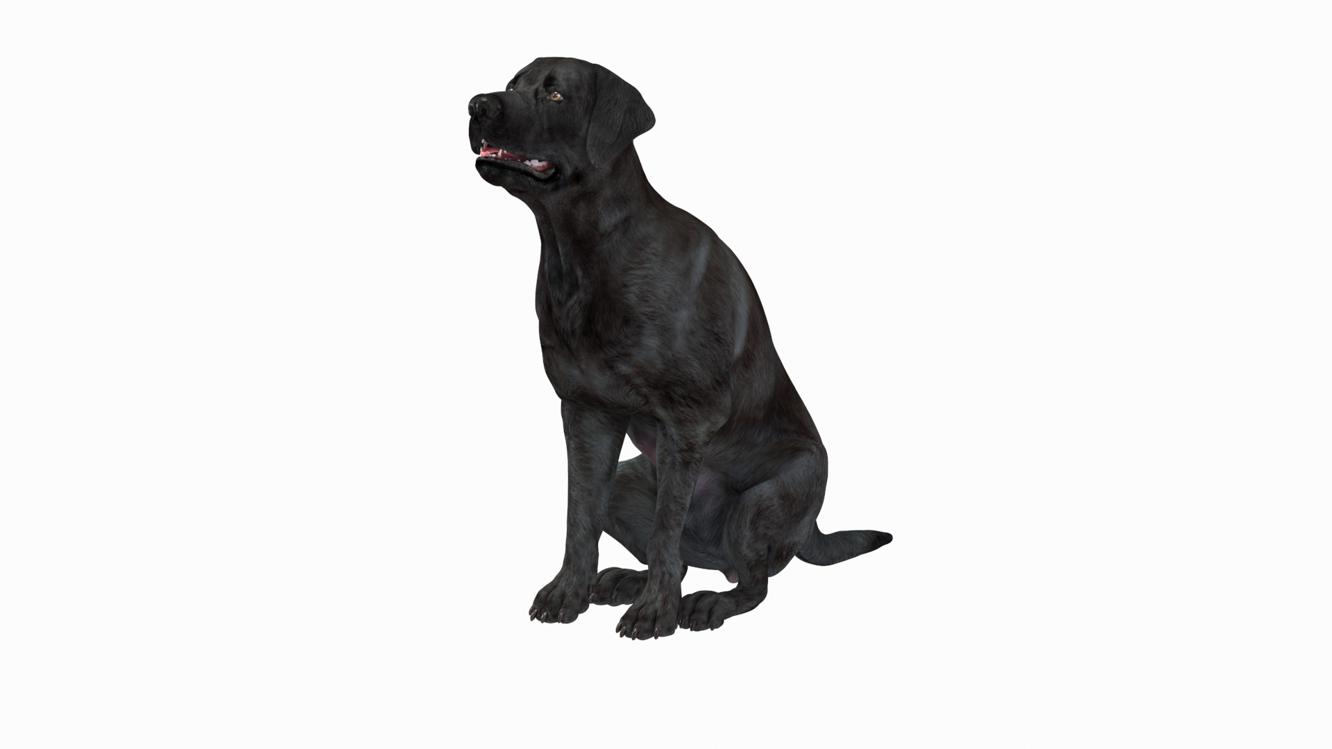 Black Begging Labrador Dog Animated Rigged for Cinema 4D 3D https://p.turbosquid.com/ts-thumb/Cu/KT0hey/uF/black_begging_labrador_dog_animated_rigged_360/jpg/1753660157/1920x1080/turn_fit_q99/0ce3aee73762f3f0a0ca04e73884d3bd45311e66/black_begging_labrador_dog_animated_rigged_360-1.jpg