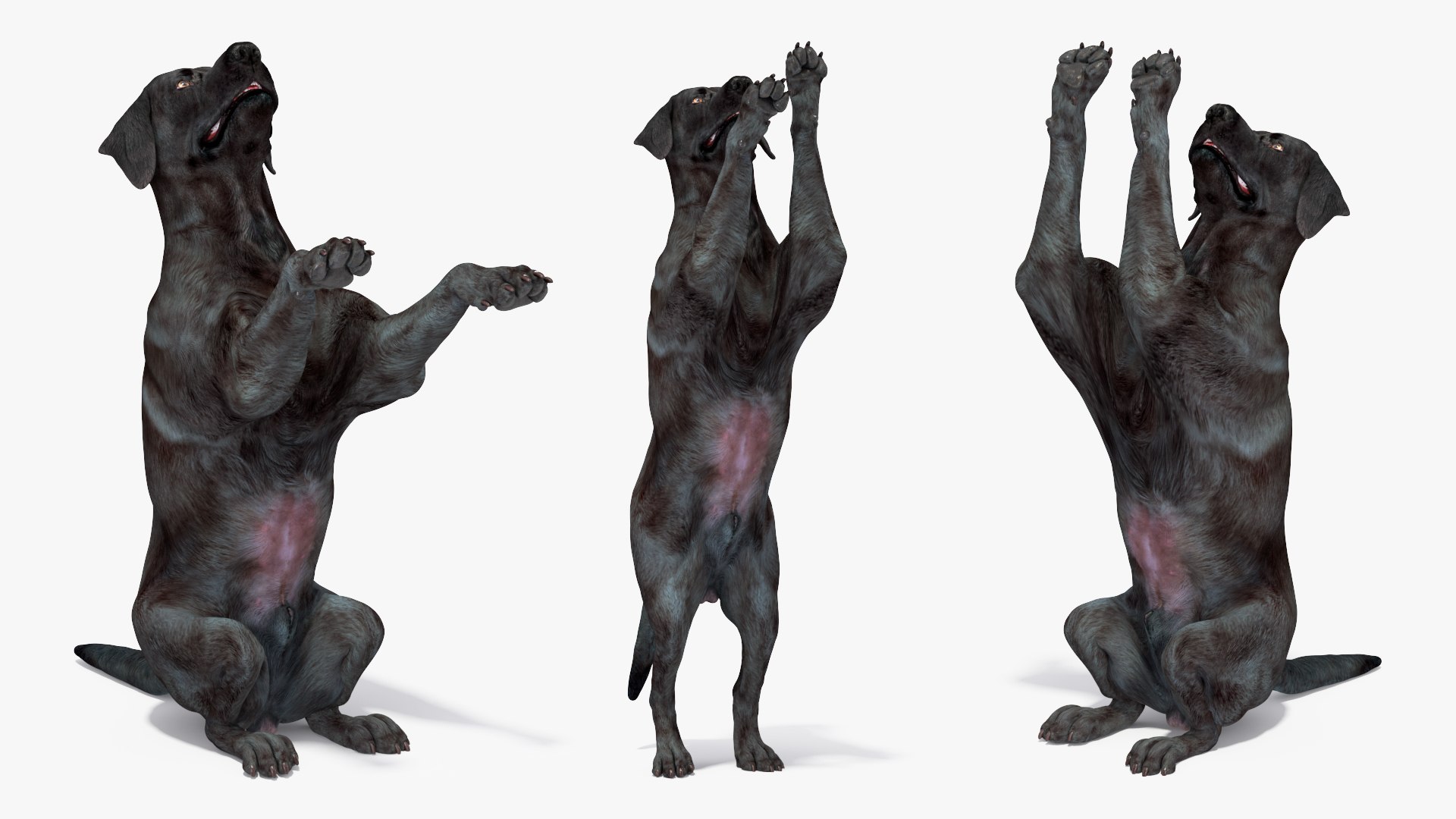 Black Begging Labrador Dog Animated Rigged for Cinema 4D 3D https://p.turbosquid.com/ts-thumb/Cu/KT0hey/zZ/black_begging_labrador_dog_animated_rigged_008/jpg/1753660431/1920x1080/fit_q87/1a60865e7ae50384edf10433cd3db46257825eb8/black_begging_labrador_dog_animated_rigged_008.jpg
