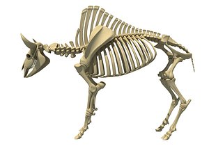 bison skeleton model