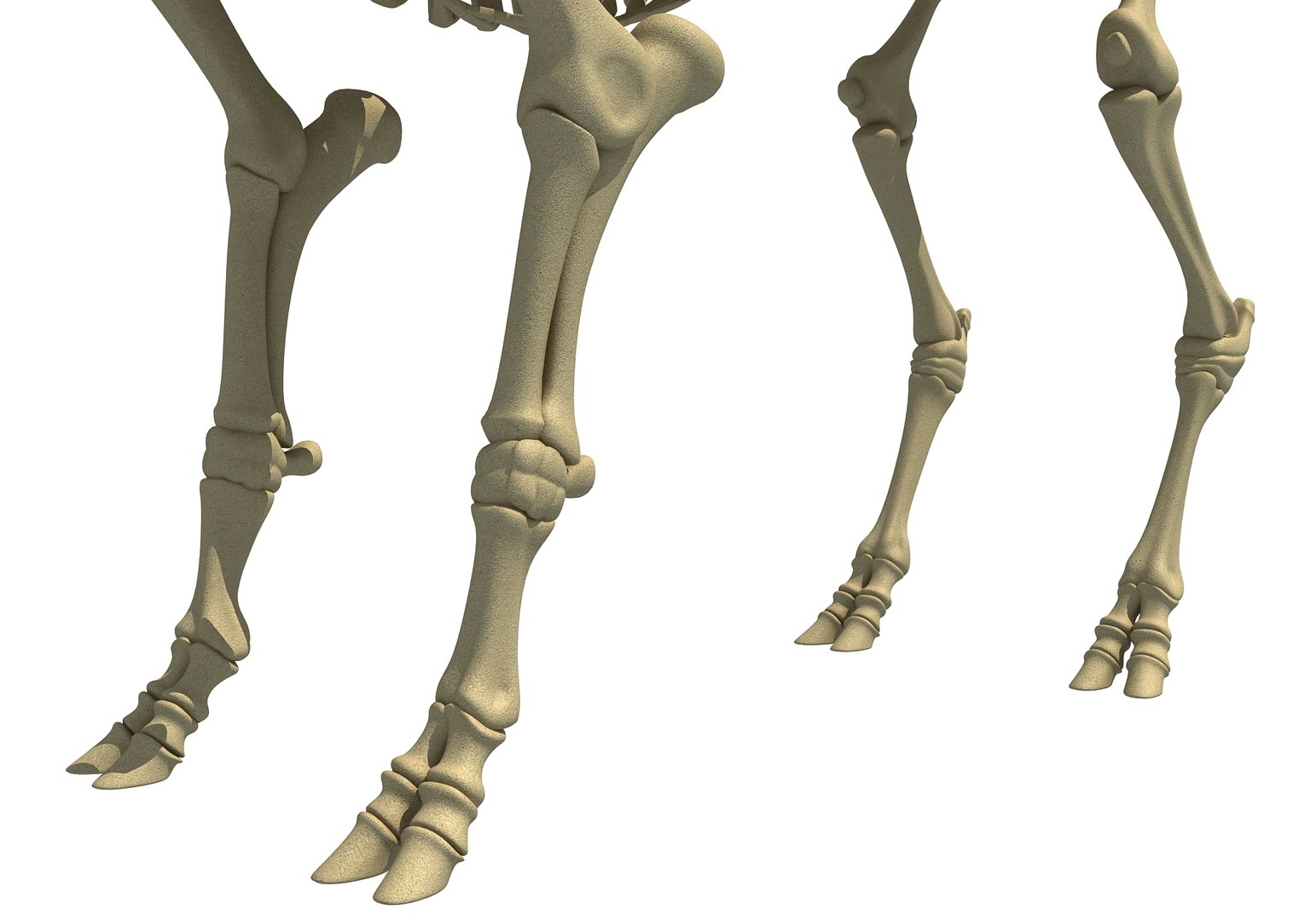 Bison skeleton model - TurboSquid 1246899