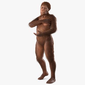 Anatomical Model of Australopithecus Female Fur Rigged for Cinema 4D