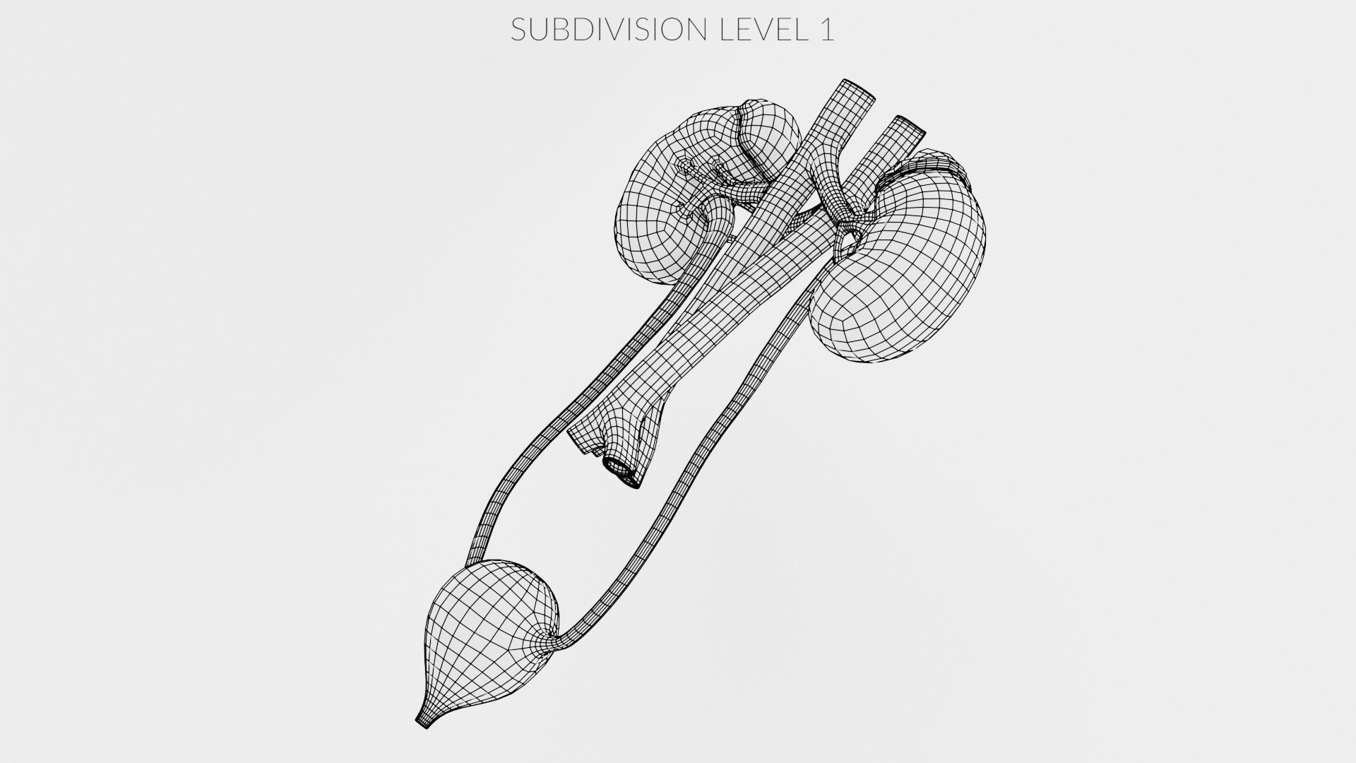 3D Urinary System Model - TurboSquid 1714362