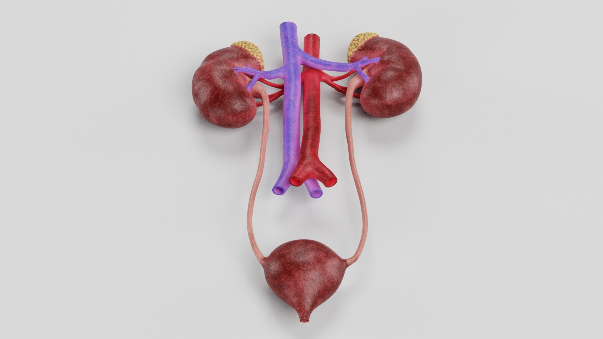 3D Urinary System Model - TurboSquid 1714362