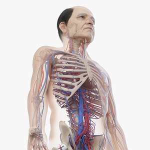 skin elder male skeleton 3D