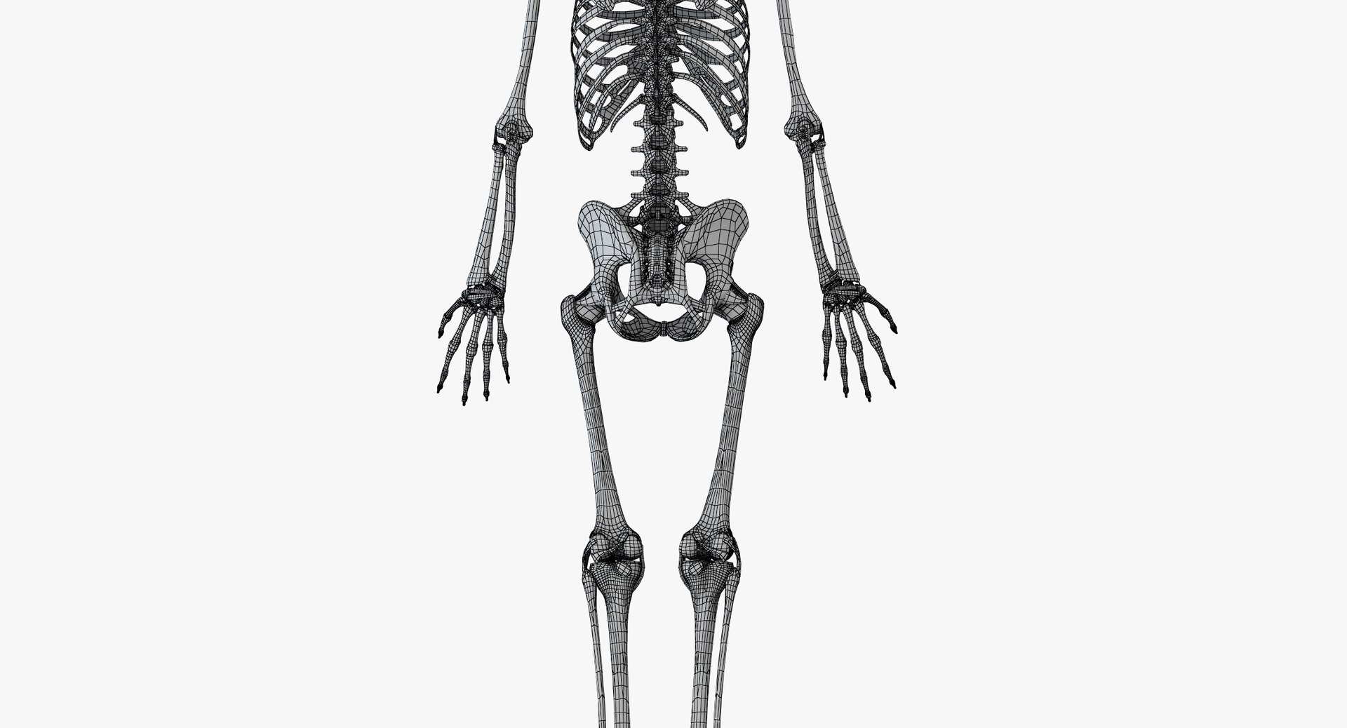 Skin Elder Male Skeleton 3D - TurboSquid 1436127