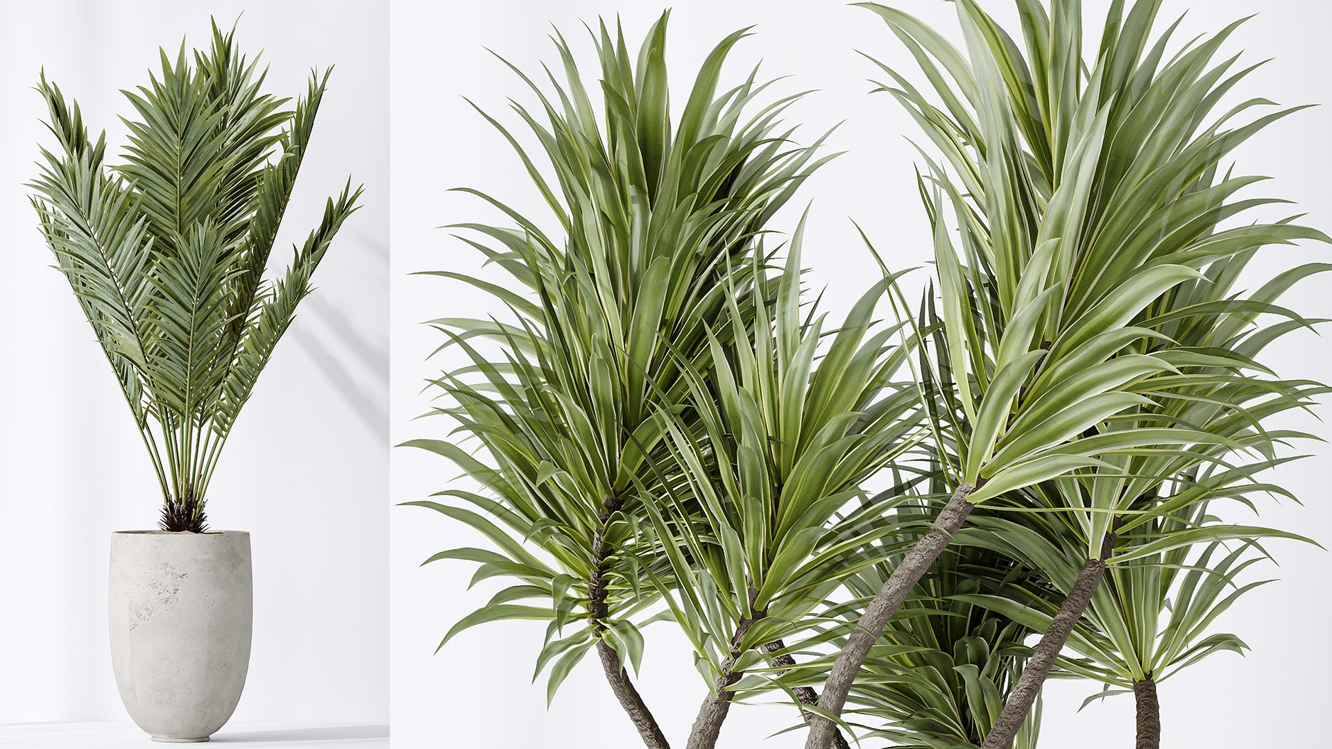 AV Indoor plants set 141 Beech Olea Europaea Olive and Aloifolia Rostrata Palm and Cyara Areca Palm model https://p.turbosquid.com/ts-thumb/Cu/hI3ko0/9H/06/png/1734601797/1920x1080/fit_q87/bc5c794d58565ad7600a362f673ed12977adca17/06.jpg