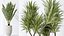 Conjunto de plantas de interior AV 141 Faia Olea Europaea Oliveira e Aloifolia Rostrata Palm e Cyara Areca Palm