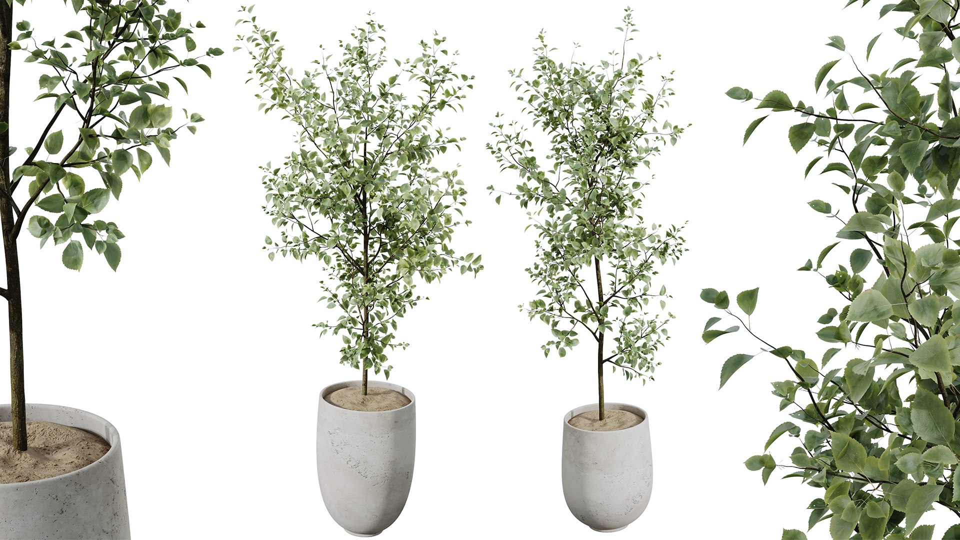 AV Indoor plants set 141 Beech Olea Europaea Olive and Aloifolia Rostrata Palm and Cyara Areca Palm model https://p.turbosquid.com/ts-thumb/Cu/hI3ko0/BR/05/png/1734601740/1920x1080/fit_q87/cea71fe21abc06942ad23e96dd77ea820d638989/05.jpg