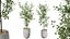 Conjunto de plantas de interior AV 141 Faia Olea Europaea Oliveira e Aloifolia Rostrata Palm e Cyara Areca Palm