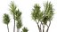 Conjunto de plantas de interior AV 141 Faia Olea Europaea Oliveira e Aloifolia Rostrata Palm e Cyara Areca Palm