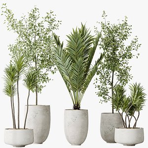 AV Indoor plants set 141 Beech Olea Europaea Olive and Aloifolia Rostrata Palm and Cyara Areca Palm model