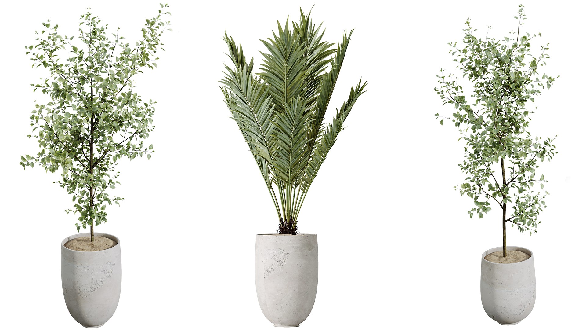 AV Indoor plants set 141 Beech Olea Europaea Olive and Aloifolia Rostrata Palm and Cyara Areca Palm model https://p.turbosquid.com/ts-thumb/Cu/hI3ko0/sd/03/png/1734601682/1920x1080/fit_q87/bb4cea877b3cebc158da6d404a55df0943dcd343/03.jpg