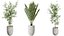 Conjunto de plantas de interior AV 141 Faia Olea Europaea Oliveira e Aloifolia Rostrata Palm e Cyara Areca Palm