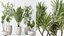 Conjunto de plantas de interior AV 141 Faia Olea Europaea Oliveira e Aloifolia Rostrata Palm e Cyara Areca Palm