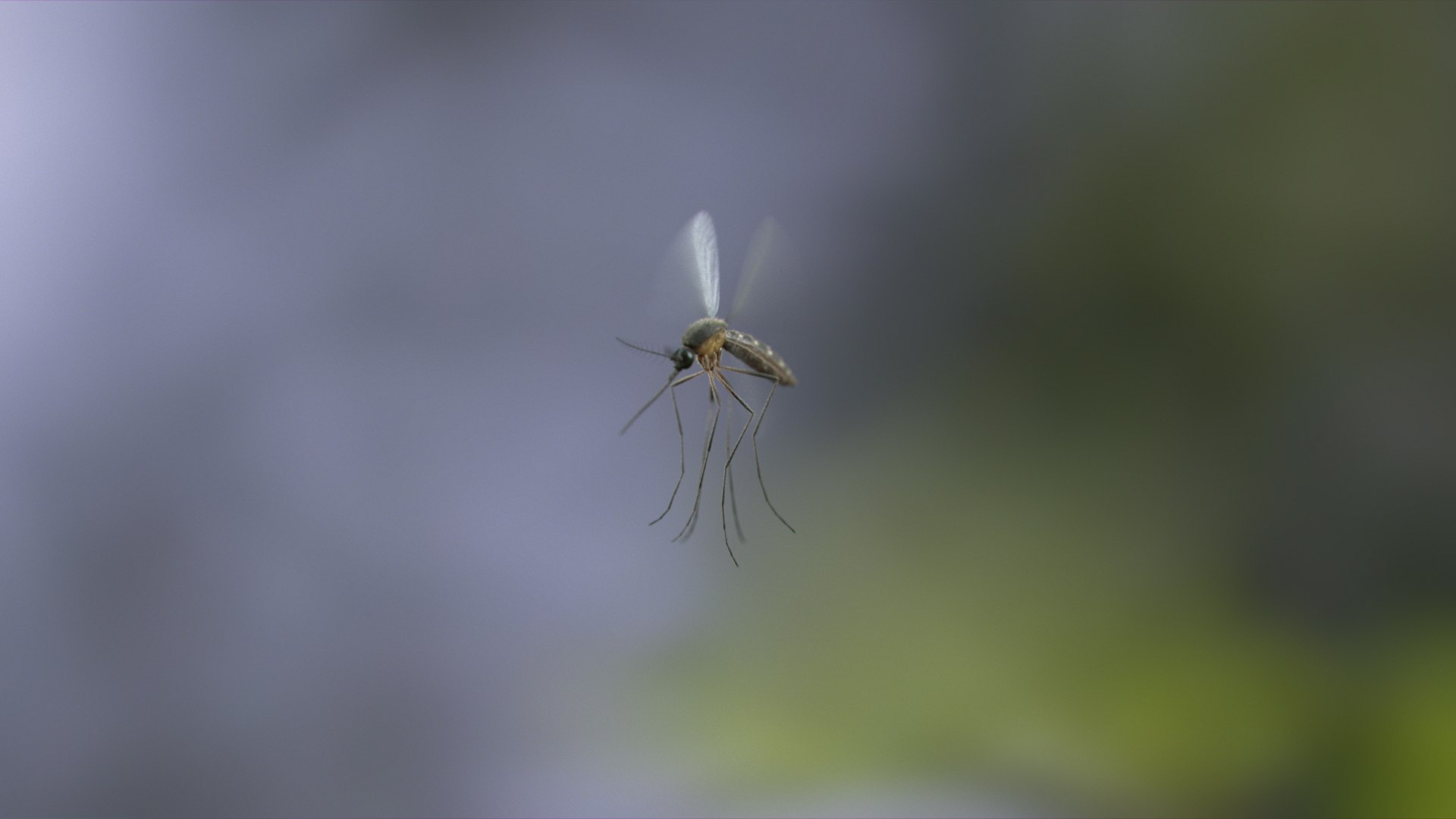 Mosquito Rigged Xgen 3D model https://p.turbosquid.com/ts-thumb/Cu/nJHIE2/27/mosquito_scene_03/jpg/1728894662/1920x1080/fit_q87/27cd324241fa637e8371faa195e861fa45dbd25d/mosquito_scene_03.jpg