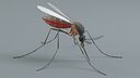 Mosquito Rigged Xgen