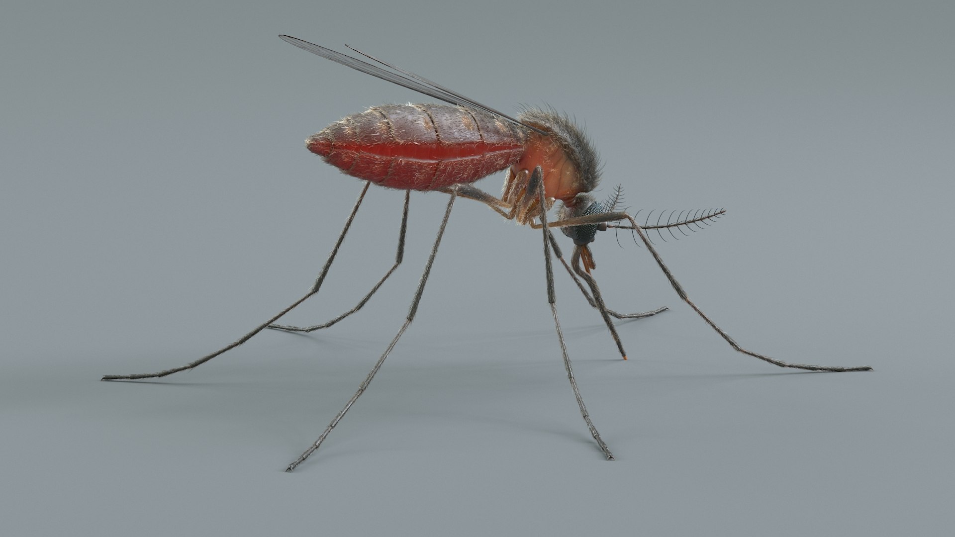 Mosquito Rigged Xgen 3D model https://p.turbosquid.com/ts-thumb/Cu/nJHIE2/DZ/mosquito_04/jpg/1727851222/1920x1080/fit_q87/bd5874f3a8eb339a491f7672083400c32894cb3d/mosquito_04.jpg