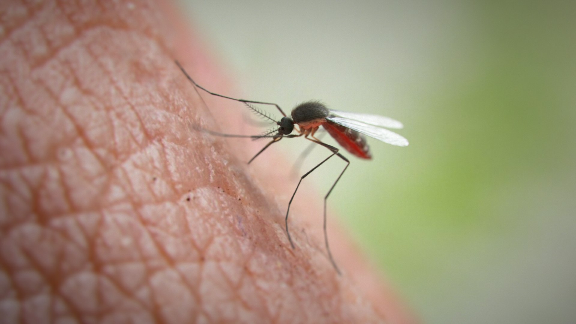 Mosquito Rigged Xgen 3D model https://p.turbosquid.com/ts-thumb/Cu/nJHIE2/N2/mosquito_scene_01/jpg/1727851432/1920x1080/fit_q87/9a77f99b7b30fefefefa0b1a1496f05995b58a70/mosquito_scene_01.jpg