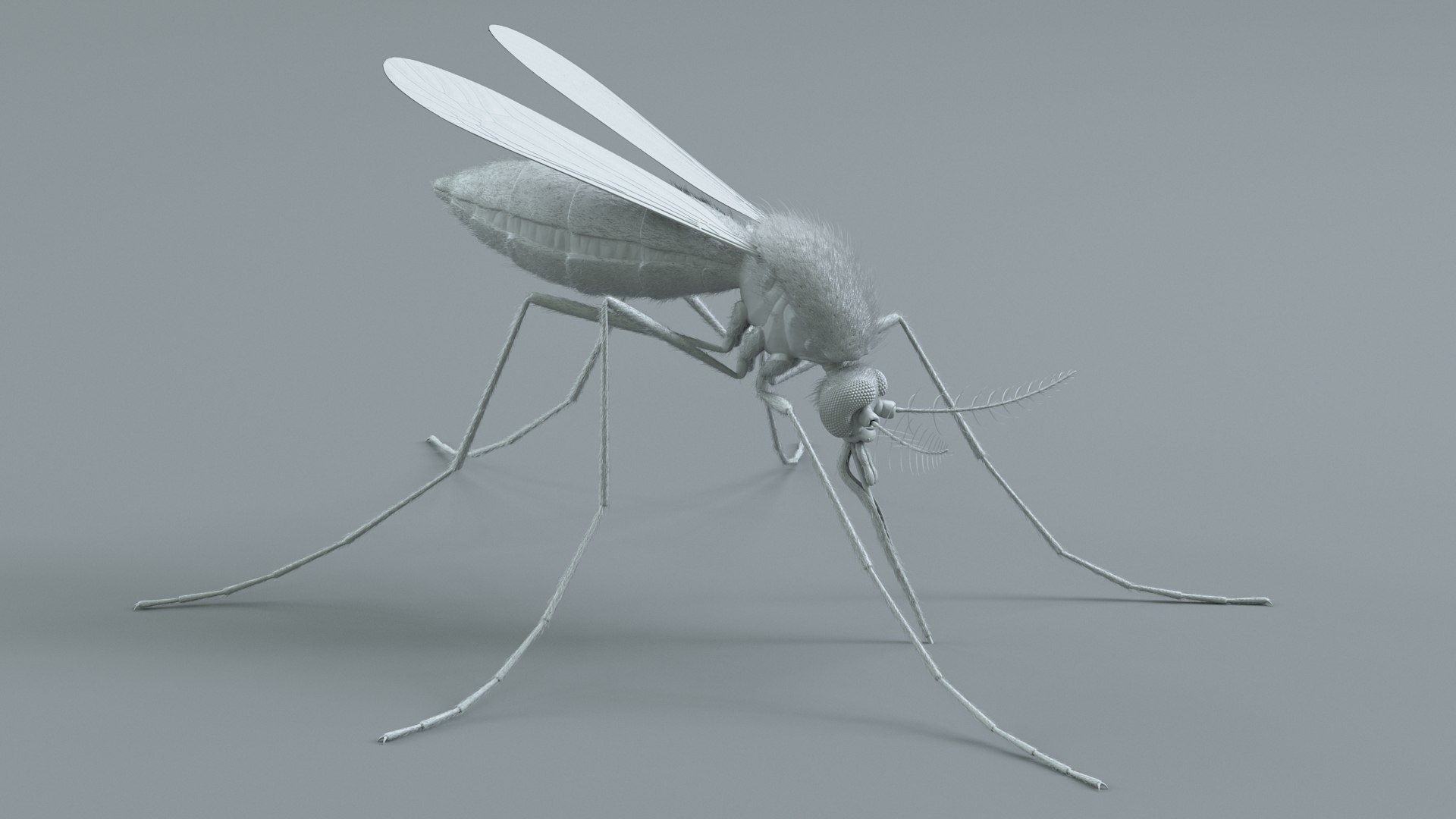 Mosquito Rigged Xgen 3D model https://p.turbosquid.com/ts-thumb/Cu/nJHIE2/N6/mosquito_13/jpg/1727851233/1920x1080/fit_q87/b43661d17710fe7a5680d740e4fda33a3e2930b7/mosquito_13.jpg