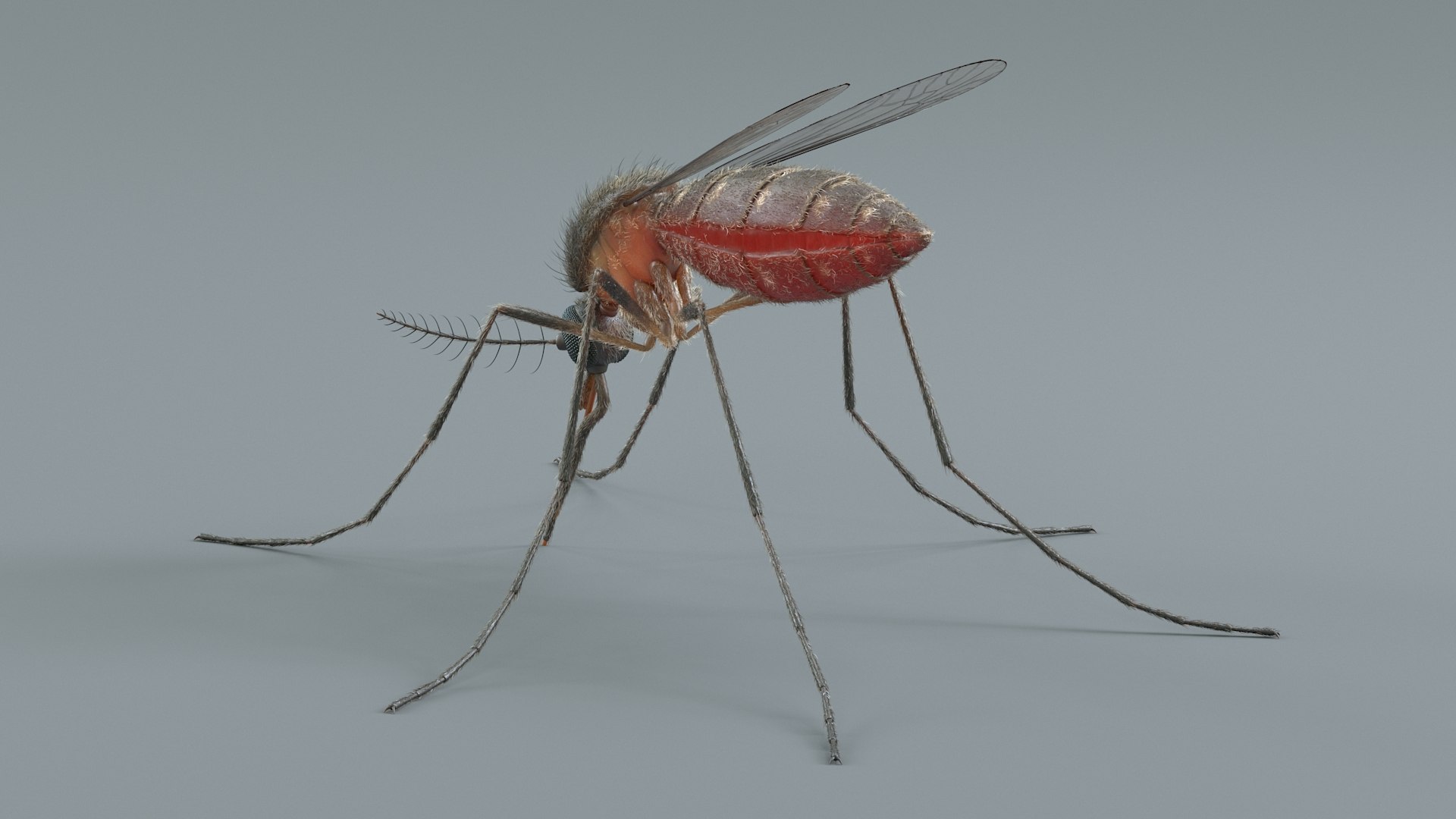 Mosquito Rigged Xgen 3D model https://p.turbosquid.com/ts-thumb/Cu/nJHIE2/au/mosquito_06/jpg/1727851225/1920x1080/fit_q87/3962ed27933a425020af83aeecb88f7149447245/mosquito_06.jpg
