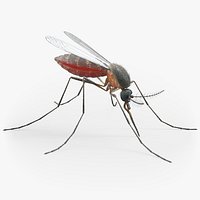 Mosquito Rigged Xgen