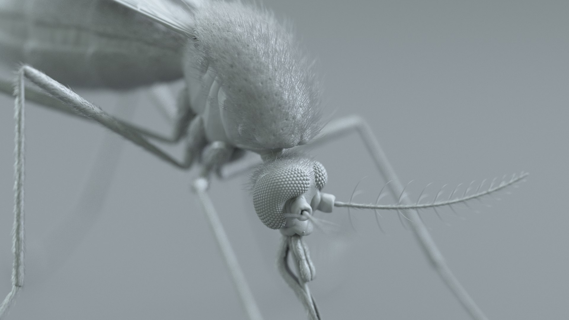 Mosquito Rigged Xgen 3D model https://p.turbosquid.com/ts-thumb/Cu/nJHIE2/hC/mosquito_22/jpg/1727851246/1920x1080/fit_q87/f9b59bf3e6e777ba8711b255977b10acdfa641e3/mosquito_22.jpg