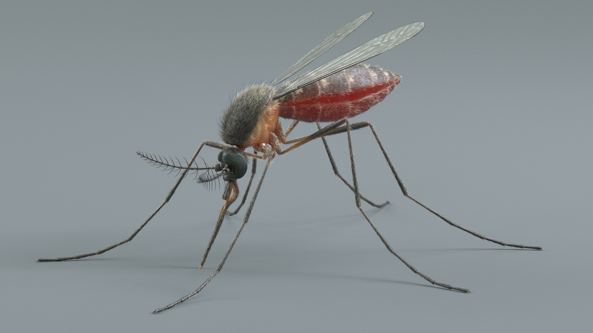 Mosquito Rigged Xgen 3D model https://p.turbosquid.com/ts-thumb/Cu/nJHIE2/k0/mosquito_08/jpg/1727851228/1920x1080/fit_q87/2cafb6edda7997044a0c258dbed1f4f1caad47bc/mosquito_08.jpg