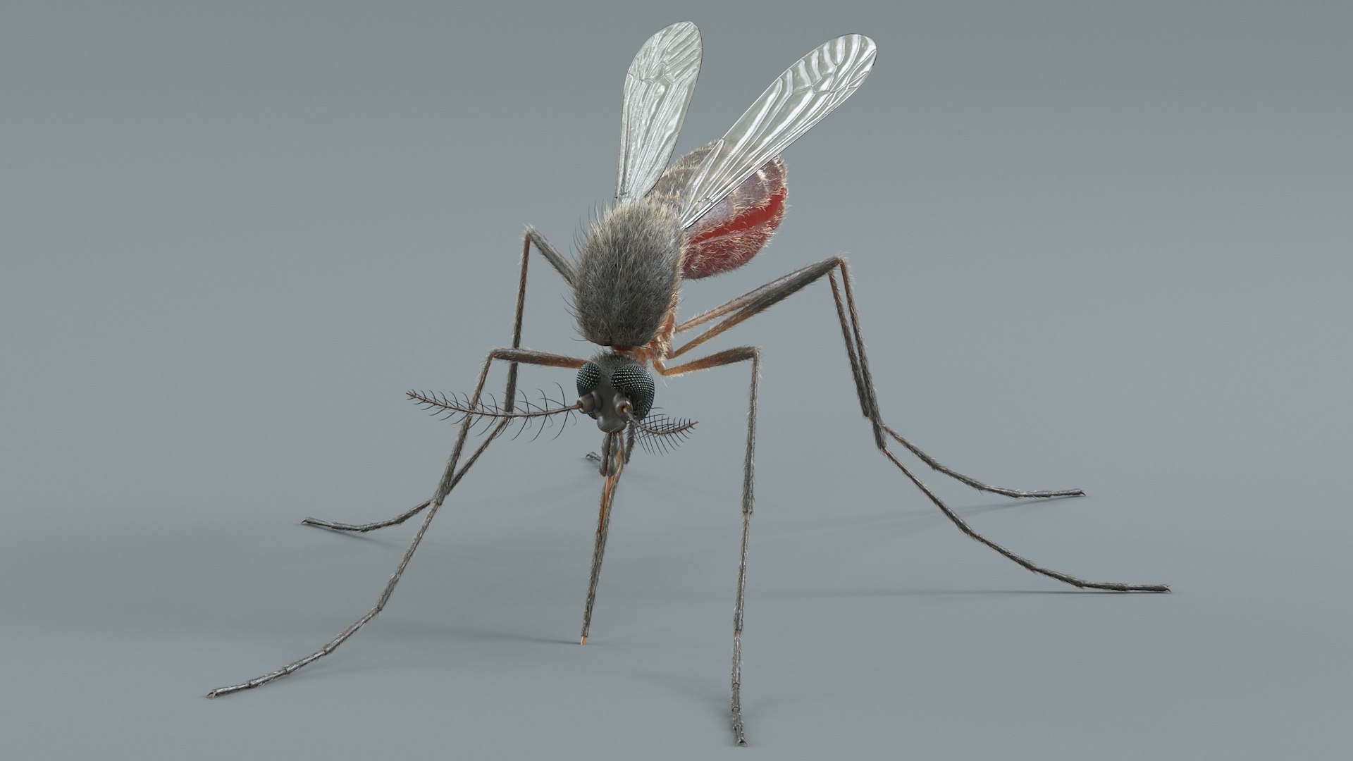 Mosquito Rigged Xgen 3D model https://p.turbosquid.com/ts-thumb/Cu/nJHIE2/kz/mosquito_09/jpg/1727851229/1920x1080/fit_q87/6d33d610203583ed0bef85e23be94929e1d9724c/mosquito_09.jpg
