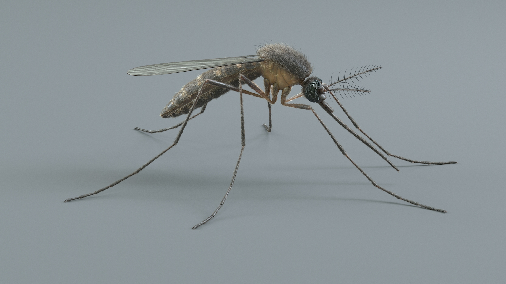 Mosquito Rigged Xgen 3D model https://p.turbosquid.com/ts-thumb/Cu/nJHIE2/sb/mosquitoriggedtbb/jpg/1727851154/1920x1080/turn_fit_q99/371454c86693eb9dc1cbe4f0245efd6e0e94a272/mosquitoriggedtbb-1.jpg