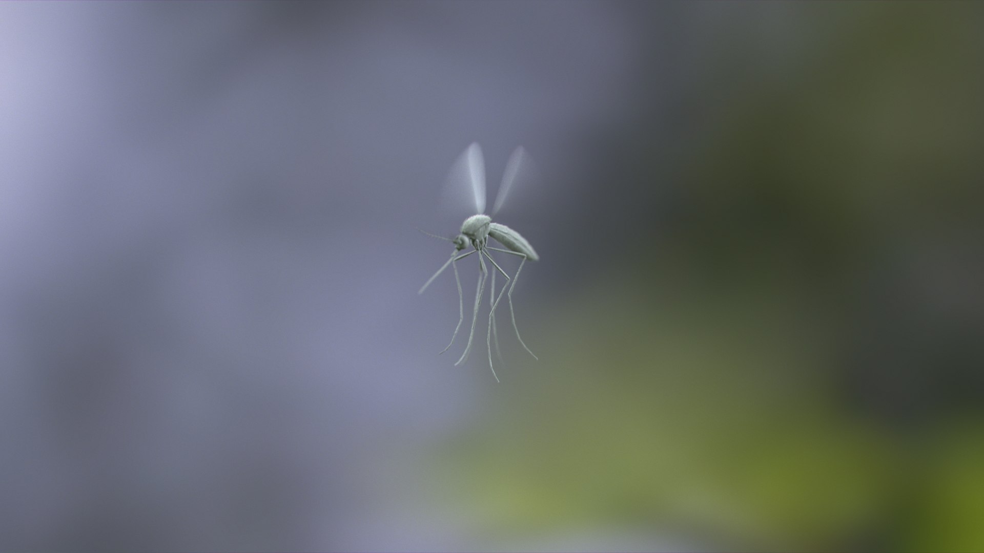 Mosquito Rigged Xgen 3D model https://p.turbosquid.com/ts-thumb/Cu/nJHIE2/ul/mosquito_scene_03_clay/jpg/1728894663/1920x1080/fit_q87/de2502442ef9ed1bc16f2577b4ea5ec6ee7e9b82/mosquito_scene_03_clay.jpg