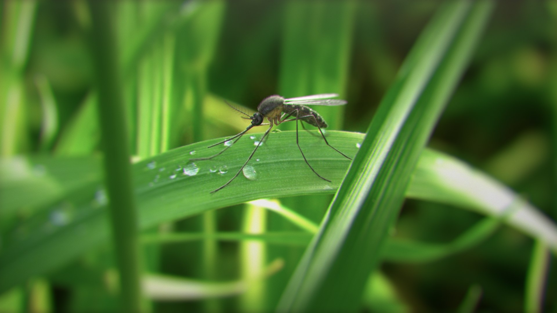 Mosquito Rigged Xgen 3D model https://p.turbosquid.com/ts-thumb/Cu/nJHIE2/wm/mosquito_scene_02/jpg/1727851434/1920x1080/fit_q87/6eb0d8017a29f5d58222ed3987c0815a5372cdcd/mosquito_scene_02.jpg
