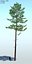 3d pine tree 5