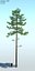 3d pine tree 5