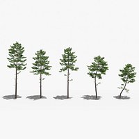 Pinus Sylvestris - Scots pine - 5 trees