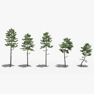 Pinus Sylvestris - Scots pine - 5 trees
