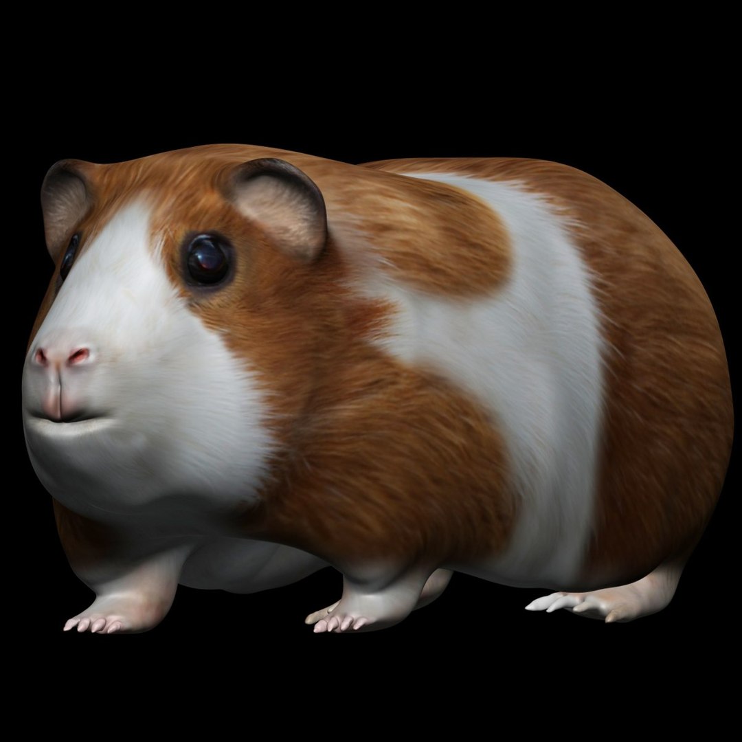 vollständig montierter Low-Poly-Hamster 3D-Modell - TurboSquid 1724852