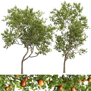 3D New Plant High detail Diospyros Kaki Persimmon