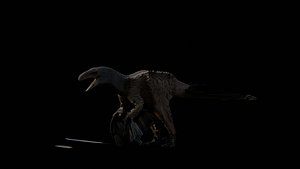 3D model Dakoraptor