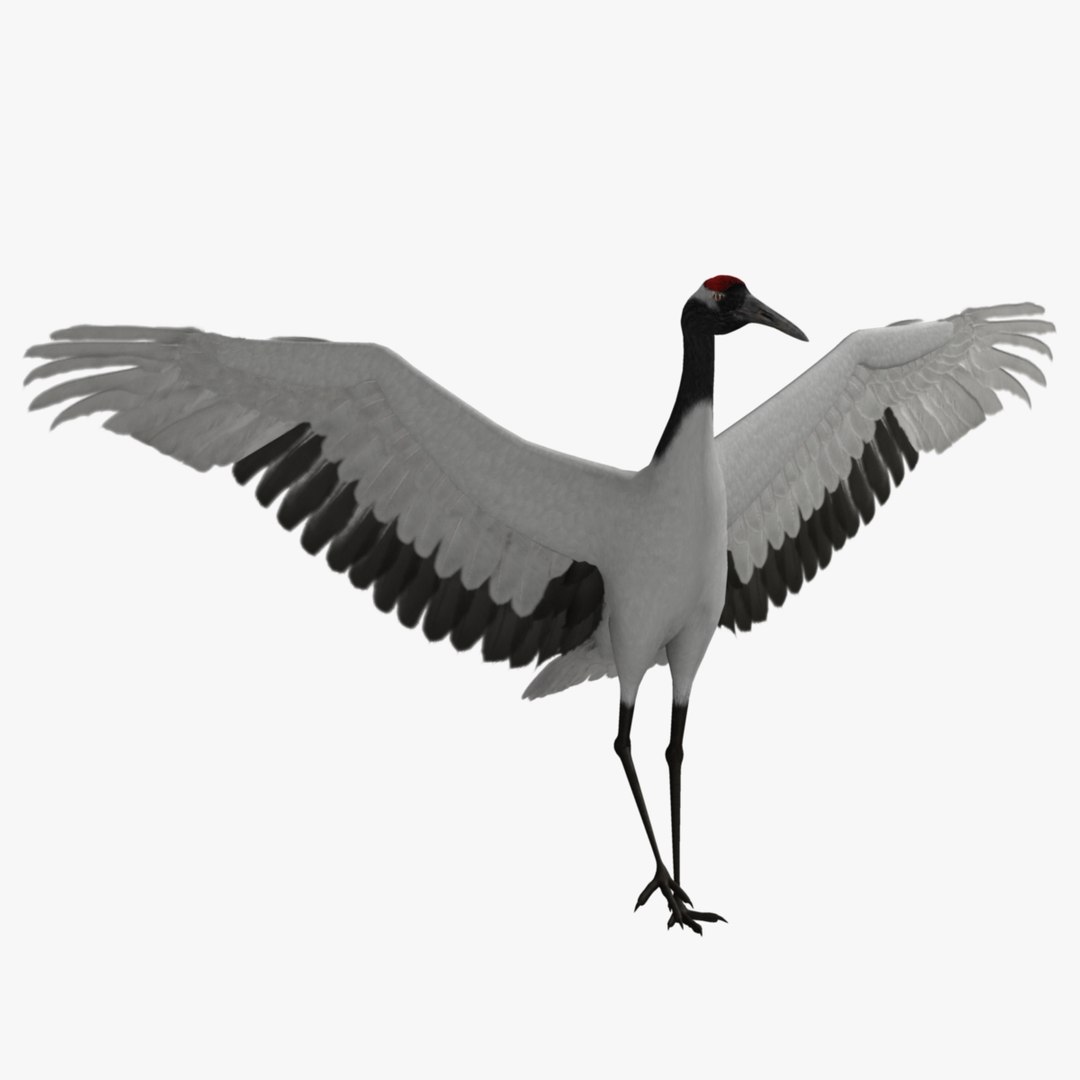 maya grus japonensis red-crowned crane https://p.turbosquid.com/ts-thumb/Cv/IN7DdE/IcO2CCNu/r_05/jpg/1417507748/1920x1080/fit_q87/0ebcb2fee5b22ae87a6e644a5269d0c8f1a90744/r_05.jpg